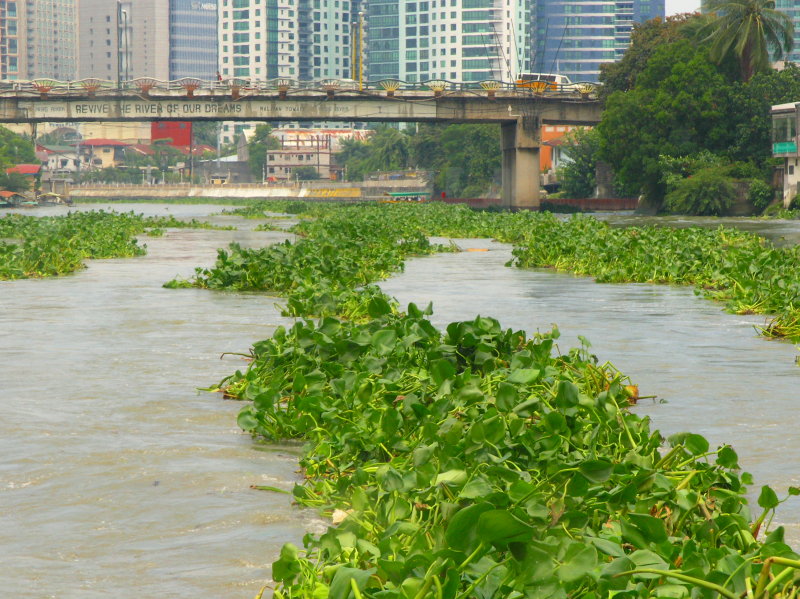 Vegetation on the River Pasig